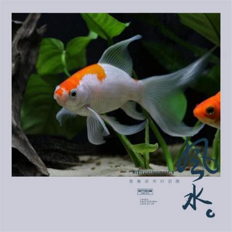 魚缸 風水|魚缸千萬別這樣擺！養魚風水5大重點